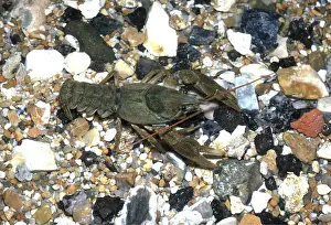 Claws: White-Clawed Crayfish - in shallow water