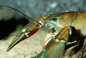 Clawed: White Clawed Native Crayfish now endangered in