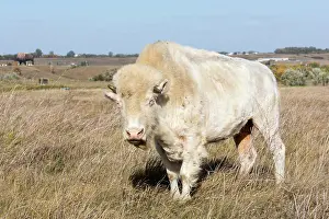 Albino: White Cloud, a female albino buffalo, at