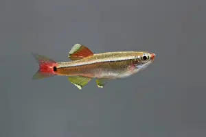Minnows: White Cloud Mountain Minnow - side view