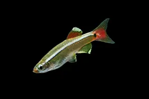 Minnows: White Cloud Mountain Minnow - side view