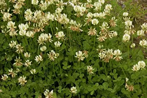 Clovers: White clover