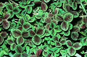 Atropurpurea: White Clover