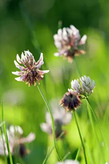 Clover: White Clover