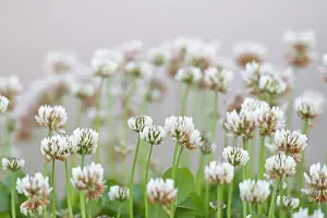 Clover: White Clover