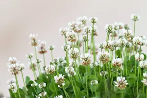 Clover: White Clover