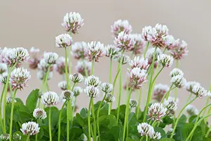 Clover: White Clover