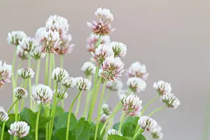 Clover: White Clover