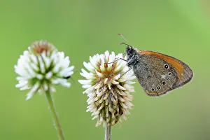 Clover: White Clover