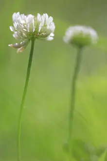 Clover: White Clover