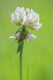 Clover: White Clover