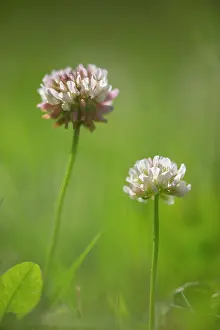 Clover: White Clover