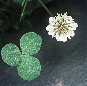 Clovers: WHITE CLOVER - and leaf, close-up