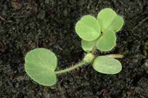 Clover: White clover seedling
