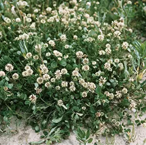 Shamrock: WHITE CLOVER / Shamrock