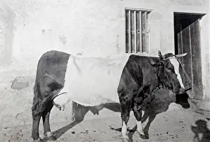 Sa Ne: White Coat cow selected by Joseph Graber