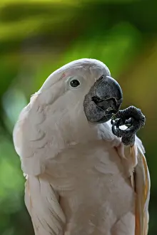 Cockatoos: White Cockatoo Brazil