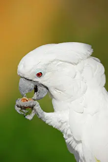 Indonesian: White cockatoo (Cacatua alba), portrait, captive