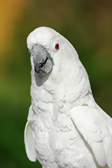 Indonesian: White cockatoo (Cacatua alba), portrait, captive