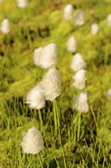 Eriophorum: White cotton grass