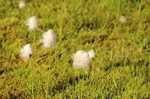 Eriophorum: White cotton grass