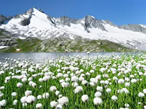 Gras: White cottongrass or Scheuchzer's cottongrass