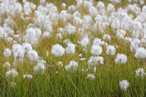 Cotton: White Cottongrass - with seed heads - Svalbard