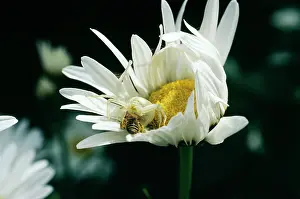 Misumena: White CRAB SPIDER - catching prey