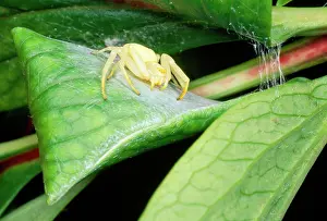 Misumena: White Crab Spider - female guarding silk egg case