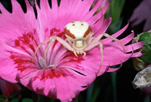 Misumena: White Crab Spider - lying in wait for prey