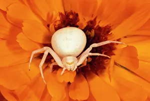 Misumena: White Crab Spider - lying in wait for prey