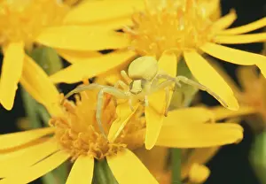 Misumena: White Crab Spider - lying in wait for prey