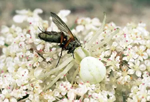 Misumena: White Crab Spider - seizing prey