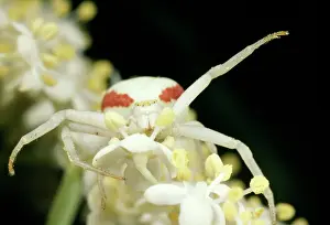 Misumena: White Crab Spider - threat posture