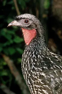 Penelope: White-creasted Guan