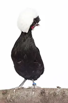 Hens: White-crested Black Polish Chicken hen