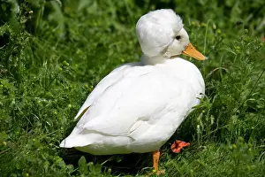 Resulting: White crested male call duck - showing characteristic