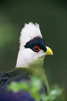 Turacos: White - crested Touraco, portrait of bird, native