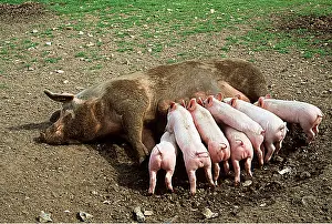 Piglet: White Cross-Durock Pigs - Mother feeding seven young piglets