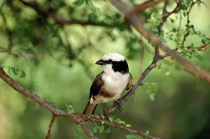 Helmet: White-crowned Helmet Shrike