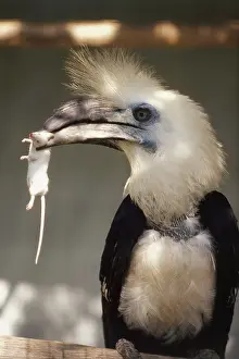 Bucerotidae: White-crowned Hornbill