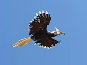 Crowned: White Crowned Hornbill in flight Berenicornis co