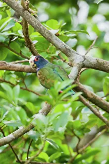 Pionus: White-crowned Parrot