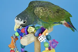 Pionus: White-crowned Pionus