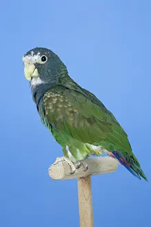 Pionus: White-crowned Pionus