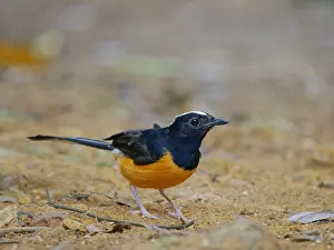 Malaysia: White Crowned Shama Copsychus stricklandii Sabah