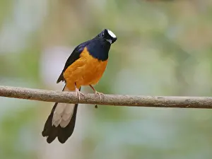 Malaysia: White Crowned Shama Copsychus stricklandii Sabah