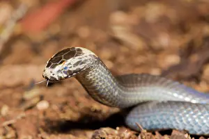 Toowoomba: White-crowned Snake