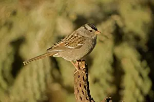 Leucophrys: White-crowned Sparrow
