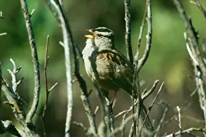 Leucophrys: White-Crowned SPARROW